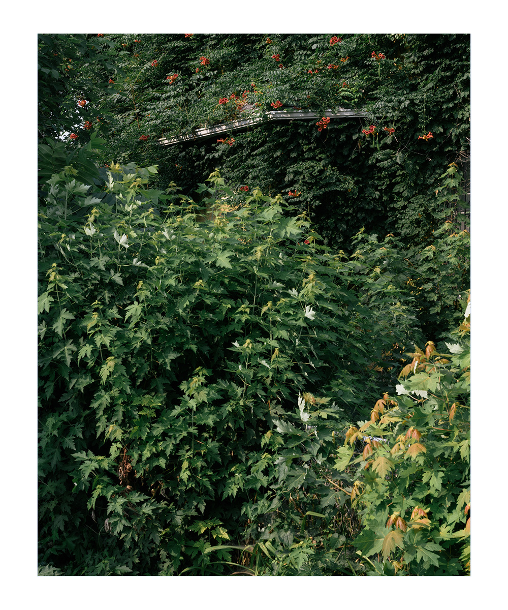 A photograph of a green landscape that gives impression of an overgrown garden or clearing. In the background are red flowers among the leaves. In the background there is also an off-white beam with black piping partially hidden behind the leaves and only visible in the center of the photograph. 