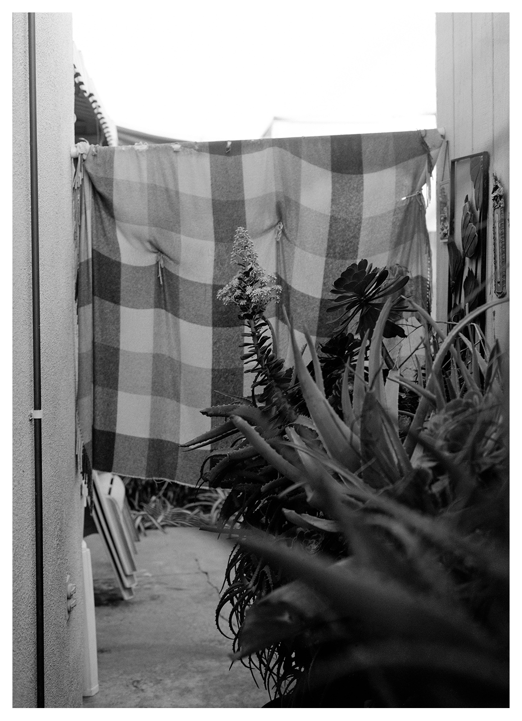 A black-and white photo of what looks like an alleyway or open-air corridor. There is a checkered sheet hanging at the end of the corridor, and at its top and bottom we see a stucco roof and the ground, with one crack running down its center. In the foreground are several aloe plants, spiky leaves taking up the majority of the picture.