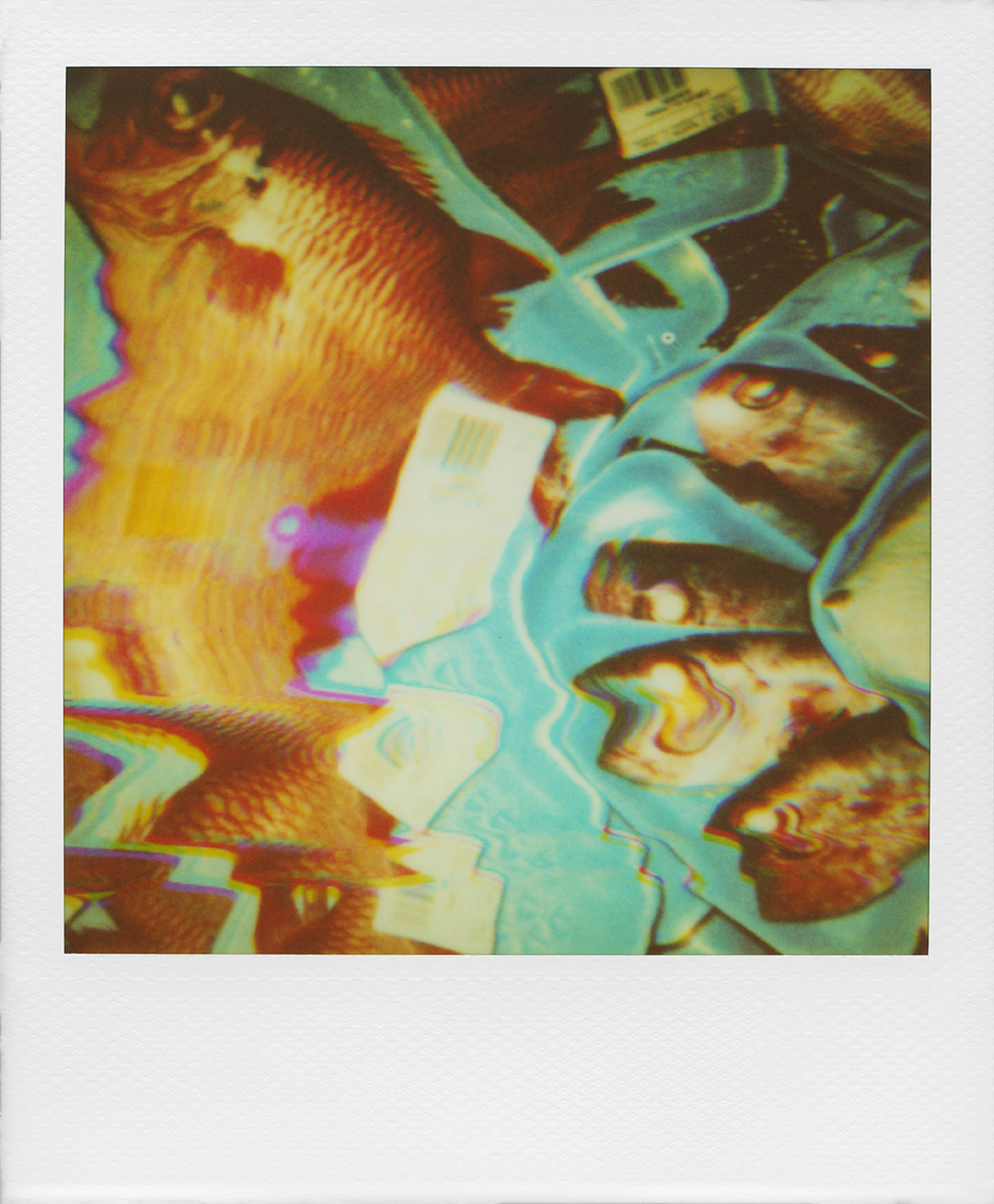 A polaroid photograph of multiple items of packaged fish, each item blurring into one another due to the exposure of the film. The fish are gray and the packages they come in are turquoise. 