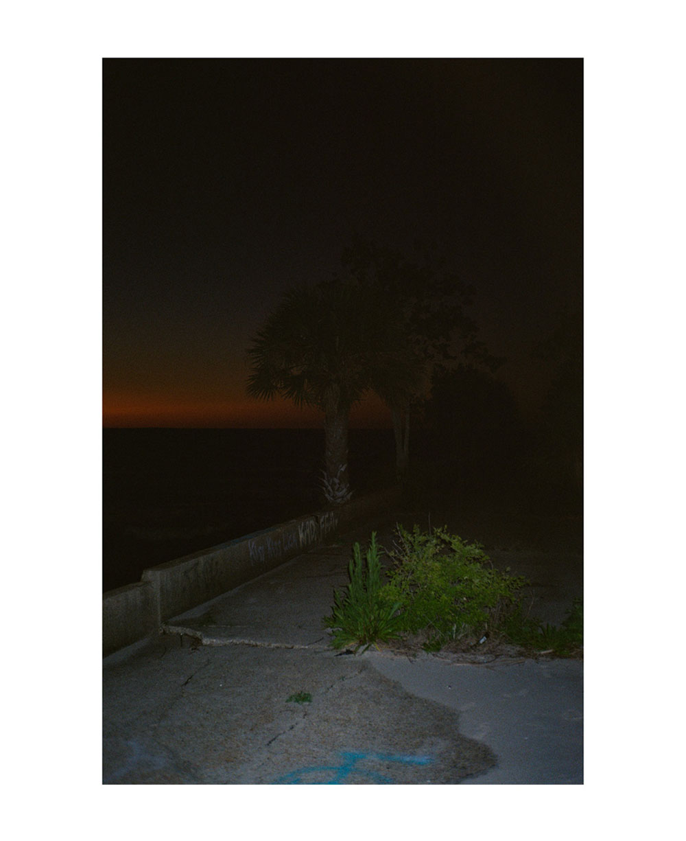 A photograph of a street at night. In the foreground, there's a two-foot high weed growing from the cracks of the concrete. In the background, there's a palm tree. The sky is black, with a sliver of orange near the horizon.